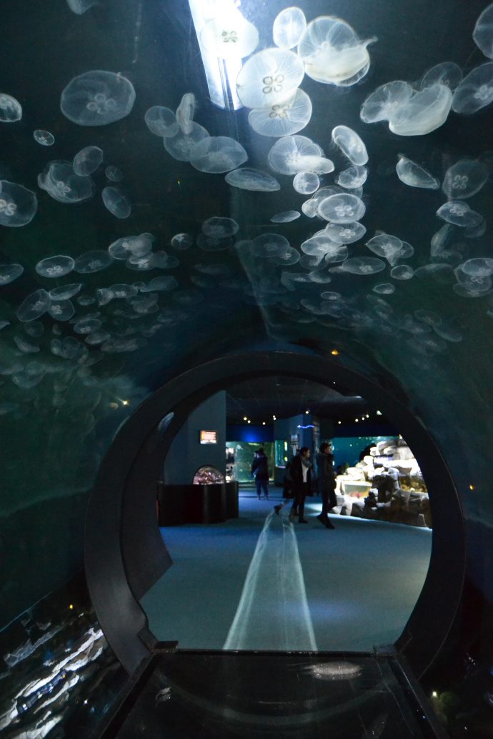 Aquarium de La Rochelle bon plan passeport annuel